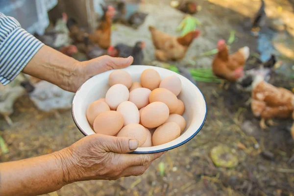 büyükannenin elinde ev yapımı yumurta. Seçici odaklama.