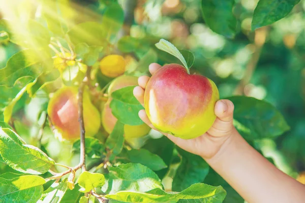 Barn med ett äpple i trädgården. Selektivt fokus. — Stockfoto
