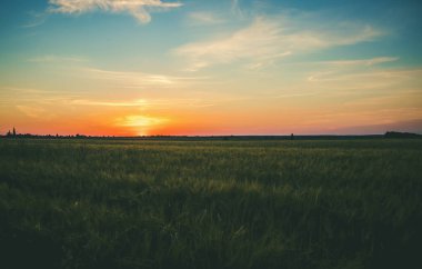 Yazın sahada gün batımı. Seçici odaklama.