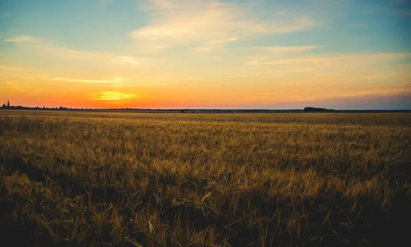 Yazın sahada gün batımı. Seçici odaklama.