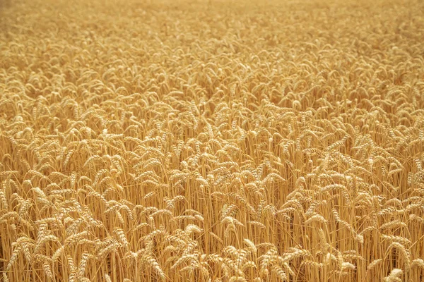 Weizenfeld an einem sonnigen Tag. Selektiver Fokus. — Stockfoto