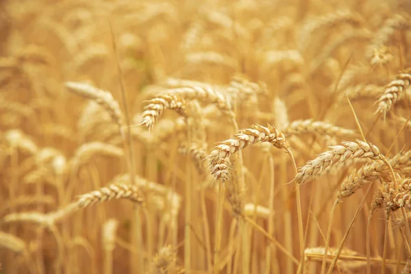 Campo de trigo en un día soleado. Enfoque selectivo . —  Fotos de Stock