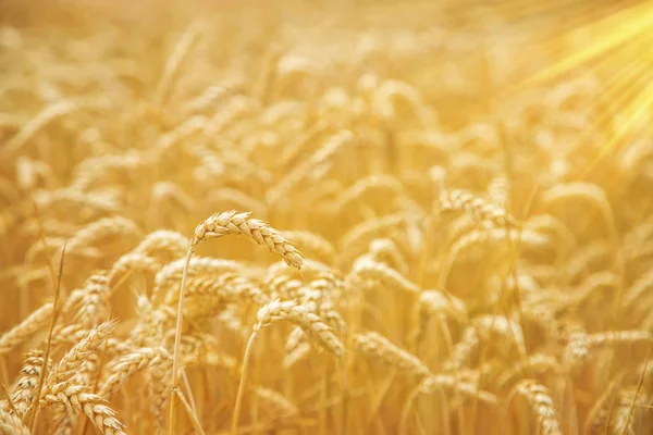 Campo de trigo en un día soleado. Enfoque selectivo . —  Fotos de Stock