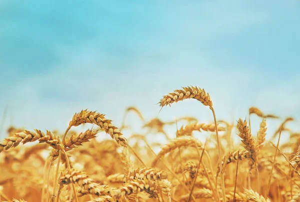 Campo di grano in una giornata di sole. Focus selettivo . — Foto Stock