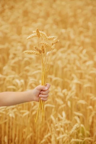 Dziecko na polu pszenicy. Selektywna koncentracja. — Zdjęcie stockowe