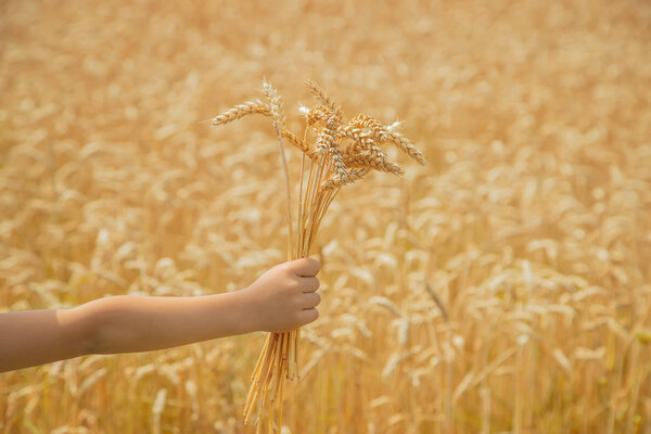 A child in a wheat field. Selective focus.