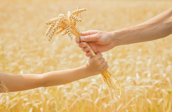 Egy férfi a gyermek birtokában a Spikelets a búza a kezében. Szelektív fókusz. — Stock Fotó