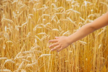 Buğday tarlasında bir çocuk. Seçici odak.