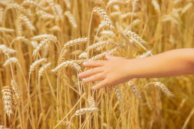 Buğday tarlasında bir çocuk. Seçici odak.
