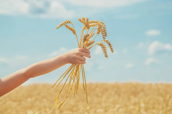 Buğday tarlasında bir çocuk. Seçici odak. — Stok fotoğraf