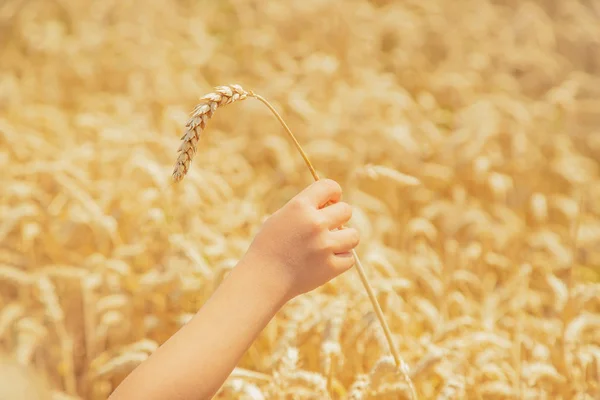 A child in a wheat field. Selective focus. — Stock Photo, Image