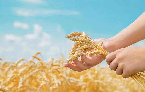 Flicka spikelets av vete i händerna. Selektivt fokus. — Stockfoto