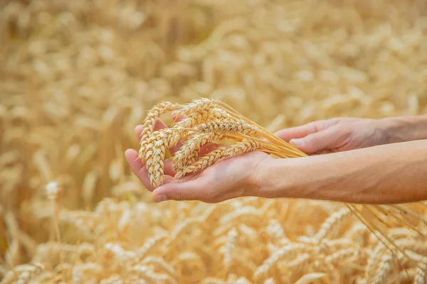 A man with spikelets of wheat in his hands. Selective focus. — Stock Photo, Image