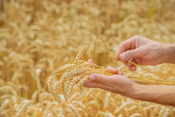 Muž s pšenicí z pšenice v dlaních. Selektivní zaměření. — Stock fotografie