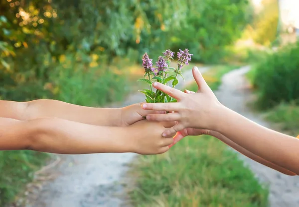 Діти тримають руки разом з квітами. Вибірковий фокус . — стокове фото