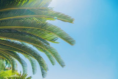 gökyüzü arka planda palmiye yaprakları. Seçici odaklama.