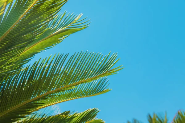Foglie di palma su sfondo cielo. Focus selettivo . — Foto Stock