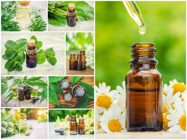 Otlar özleri farklı resimlerin Kolaj. Homeopati. Seçici odaklama.