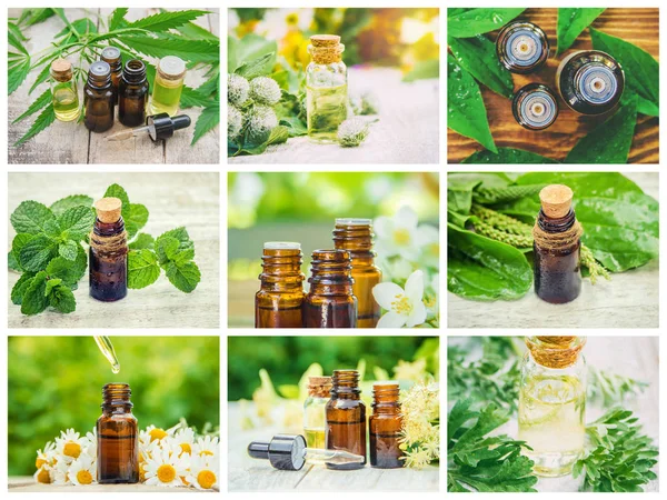 Otlar özleri farklı resimlerin Kolaj. Homeopati. Seçici odaklama.