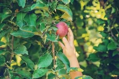 Çocuk bahçedeki elmaları topluyor. Seçici odak.