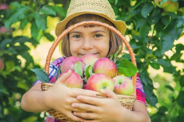 Çocuk bahçedeki elmaları topluyor. Seçici odak.