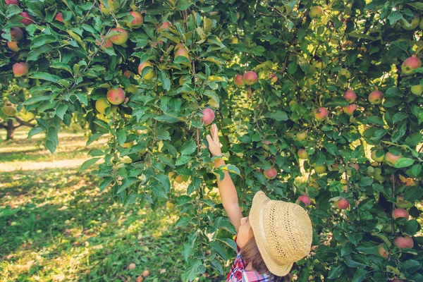Barn plockar äpplen i trädgården i trädgården. Selektiv inriktning. — Stockfoto