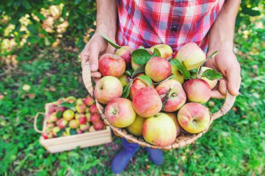Erkek bahçıvan bahçedeki elmaları topluyor. Seçici odak.