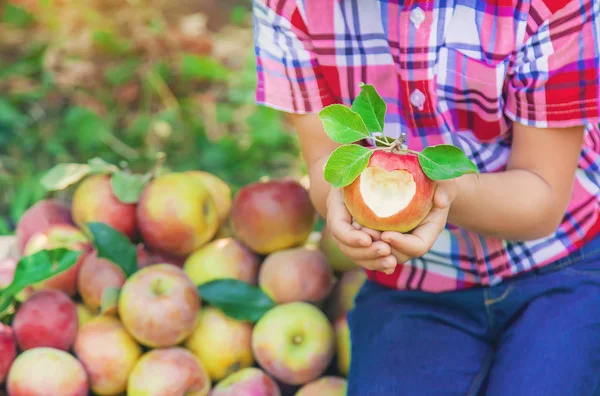 Barn plockar äpplen i trädgården i trädgården. Selektiv inriktning. — Stockfoto