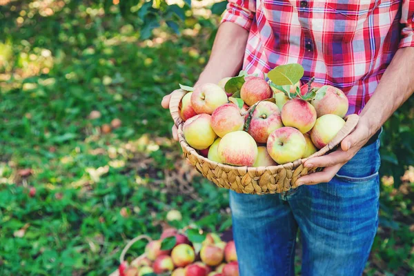 Man gardener picks apples in the garden in the garden. Selective focus. — Stock Photo, Image