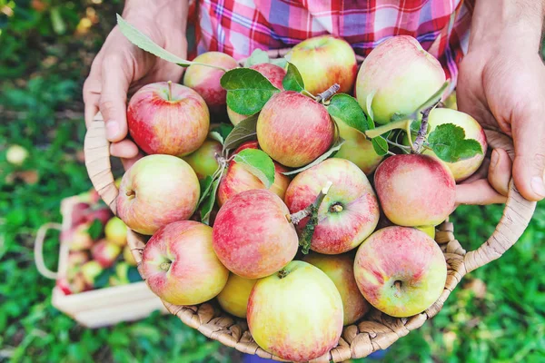 Man gardener picks apples in the garden in the garden. Selective focus. — Stock Photo, Image