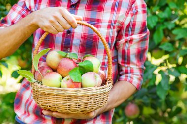 Adam bahçıvan bahçede elma alır. Seçici