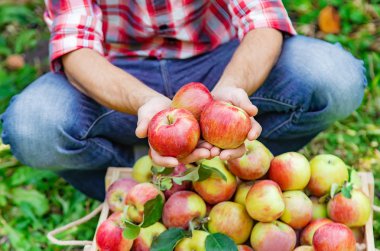 Adam bahçıvan bahçede elma alır. Seçici