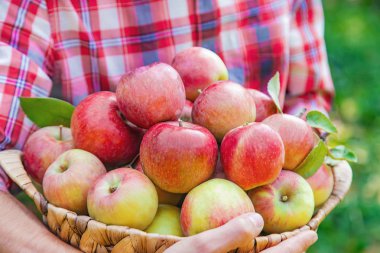 Adam bahçıvan bahçede elma alır. Seçici