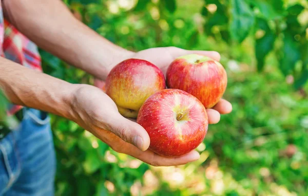 Man gardener picks apples in the garden in the garden. Selective — Stock Photo, Image