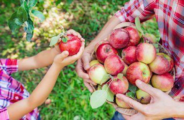 Kızı ve babası bahçede elma toplamak. Seçici odaklama.