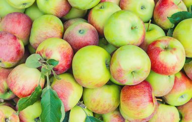 Bahçedeki bir ağaçta bir kutuda elma hasat. Seçici odaklama.