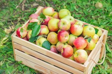 Bahçedeki bir ağaçta bir kutuda elma hasat. Seçici odaklama.