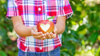 Çocuk bahçedeki elmaları topluyor. Seçici odak.