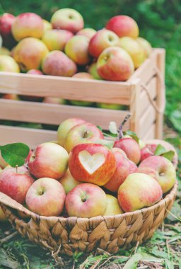 Bahçedeki bir ağaçta bir kutuda elma hasat. Seçici odaklama
