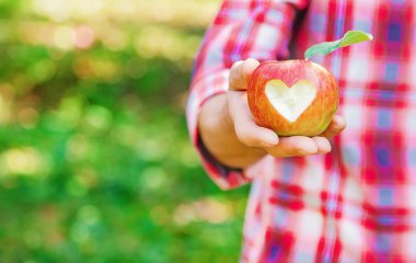 Erkek bahçıvan bahçedeki elmaları topluyor. Seçici odak.
