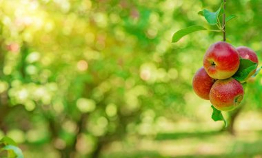 Bahçedeki bir ağaçtaki elmalar. Seçici odak.