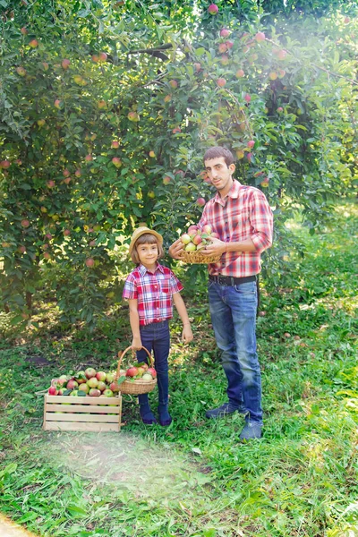 Filha e pai coletam maçãs no jardim. Foco seletivo . — Fotografia de Stock