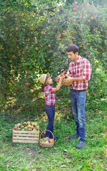 Daughter and father collect apples in the garden. Selective focus.
