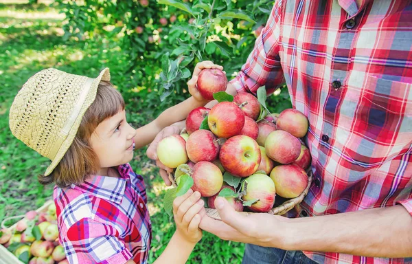 Daughter and father collect apples in the garden. Selective focus.