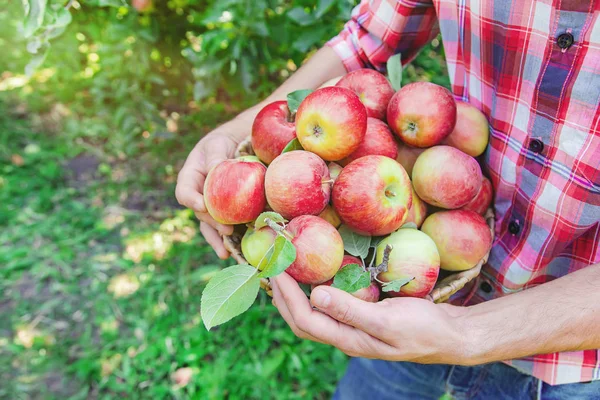 Man gardener picks apples in the garden in the garden. Selective focus. — Stock Photo, Image