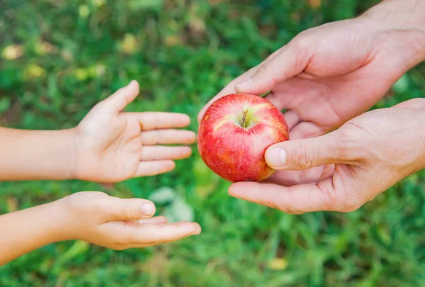 Daughter and father collect apples in the garden. Selective focus.