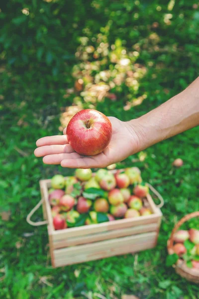 Садовник собирает яблоки в саду в саду. Селективный фокус . — стоковое фото
