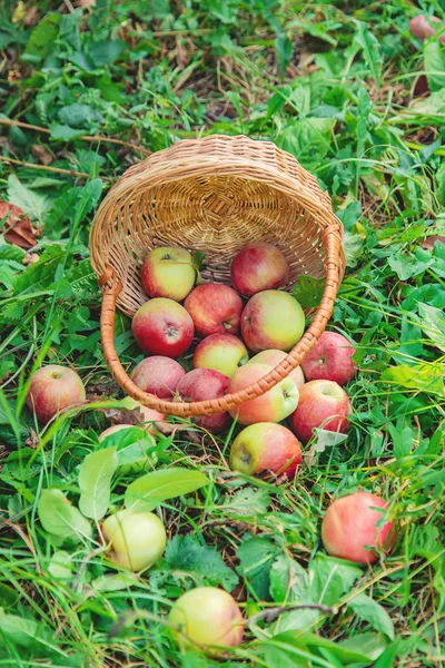 Zbierz jabłka w pudełku na drzewie w ogrodzie. Selektywna koncentracja — Zdjęcie stockowe