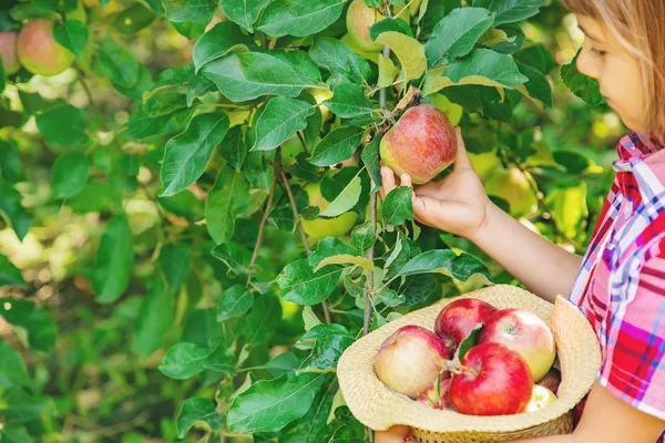 Child picks apples in the garden in the garden. Selective focus. — Stock Photo, Image