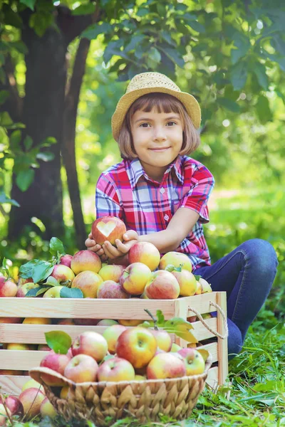 Çocuk bahçedeki elmaları topluyor. Seçici odak. — Stok fotoğraf